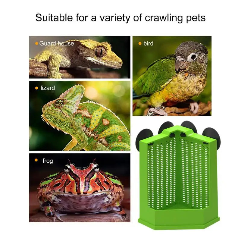 Reptile Food Dish Reptile Feeding Bowls Reptile Dish Feeder Suction Cup Gecko Food Dish Reptile Bowl Terrarium Feeding Dish Anti